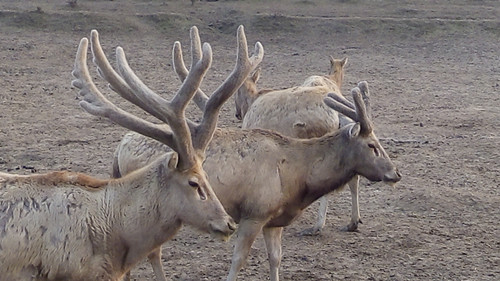 7790±Ø·¢¼¯ÍŹÙÍøÈë¿Ú,ºþÄÏÒ°Éú¶¯Îï×·×Ù,ºþÄÏÎÀÐÇ×·×ÙÆ÷,ºþÄÏ×·×ÙÆ÷ 7790±Ø·¢¼¯ÍŹÙÍøÈë¿Ú,ºþÄÏÒ°Éú¶¯Îï×·×Ù,ºþÄÏÎÀÐÇ×·×ÙÆ÷,ºþÄÏ×·×ÙÆ÷