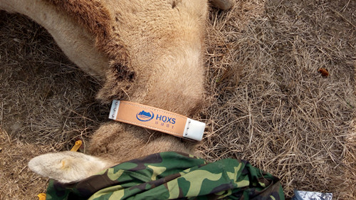 7790±Ø·¢¼¯ÍŹÙÍøÈë¿Ú,ºþÄÏÒ°Éú¶¯Îï×·×Ù,ºþÄÏÎÀÐÇ×·×ÙÆ÷,ºþÄÏ×·×ÙÆ÷ 7790±Ø·¢¼¯ÍŹÙÍøÈë¿Ú,ºþÄÏÒ°Éú¶¯Îï×·×Ù,ºþÄÏÎÀÐÇ×·×ÙÆ÷,ºþÄÏ×·×ÙÆ÷