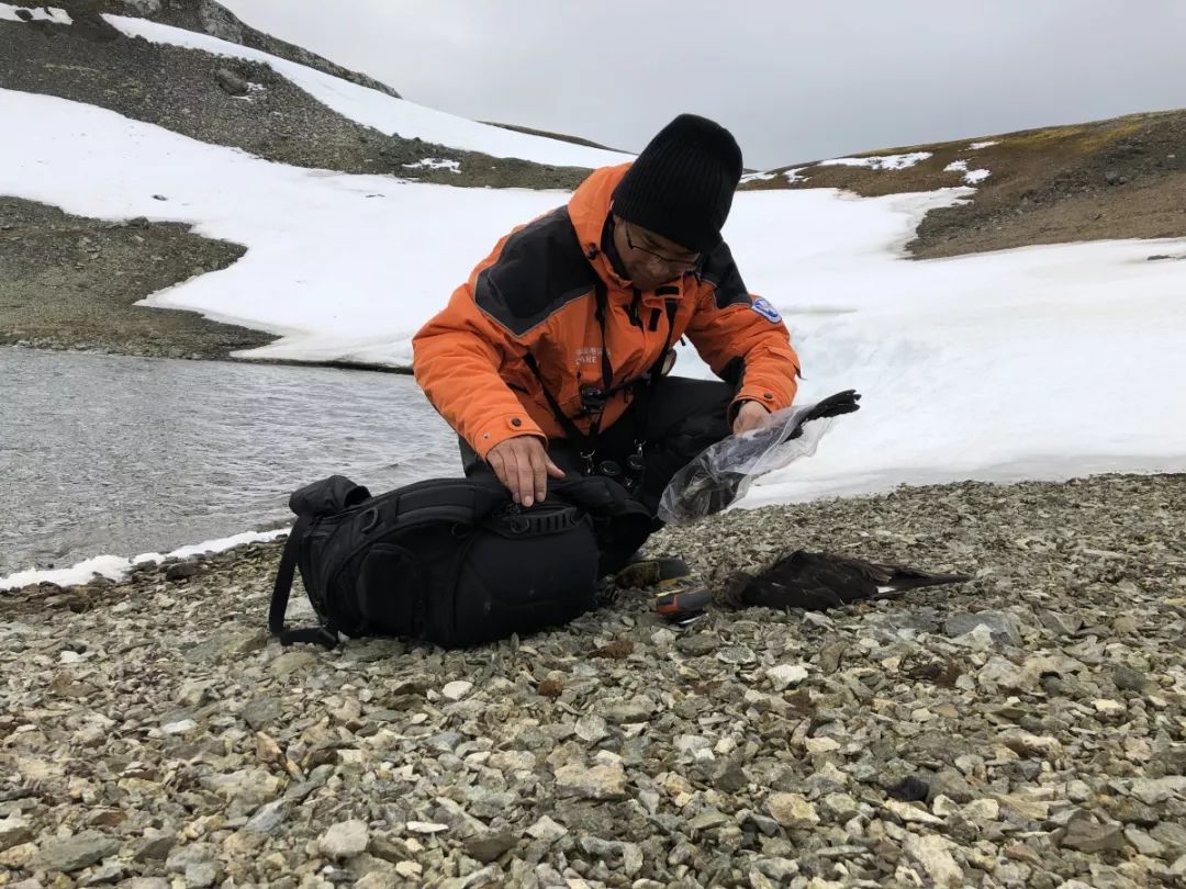 7790±Ø·¢¼¯ÍŹÙÍøÈë¿Ú,ºþÄÏÒ°Éú¶¯Îï×·×Ù,ºþÄÏÎÀÐÇ×·×ÙÆ÷,ºþÄÏ×·×ÙÆ÷ 7790±Ø·¢¼¯ÍŹÙÍøÈë¿Ú,ºþÄÏÒ°Éú¶¯Îï×·×Ù,ºþÄÏÎÀÐÇ×·×ÙÆ÷,ºþÄÏ×·×ÙÆ÷