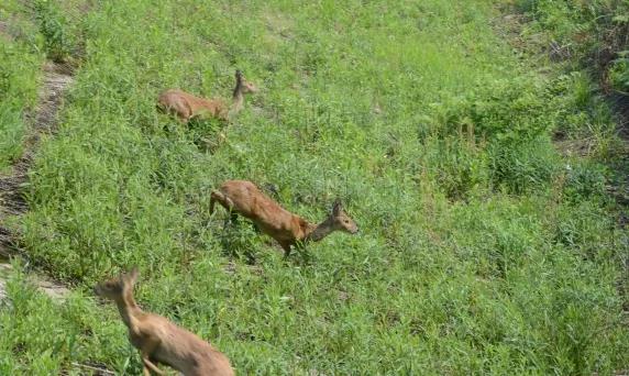 ���������Ͳ�,�Ͳ���,�Ͳ��,����ʱ���,�����,�Ͳ����Ǯ,�Ͳ�������,�Ͳ������