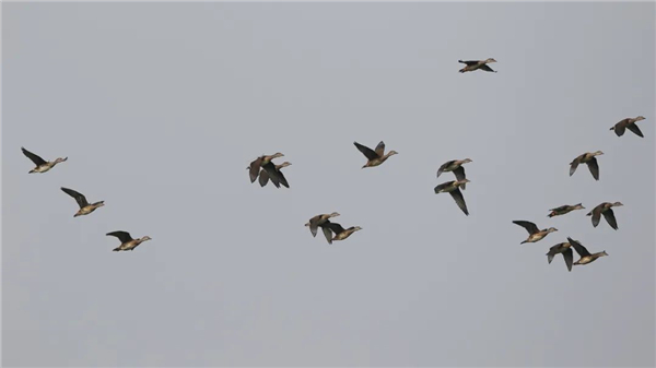 7790�ط����Ź������,����Ұ������׷��,��������׷����,����׷����