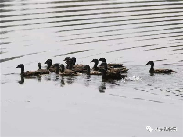 7790�ط����Ź������,����Ұ������׷��,��������׷����,����׷����