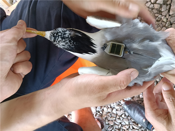 7790�ط����Ź������,����Ұ������׷��,��������׷����,����׷����