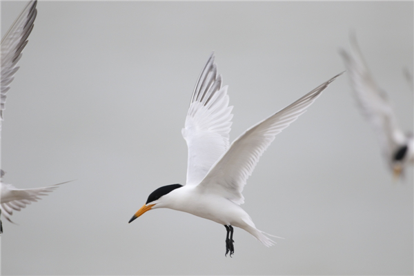 7790�ط����Ź������,����Ұ������׷��,��������׷����,����׷����