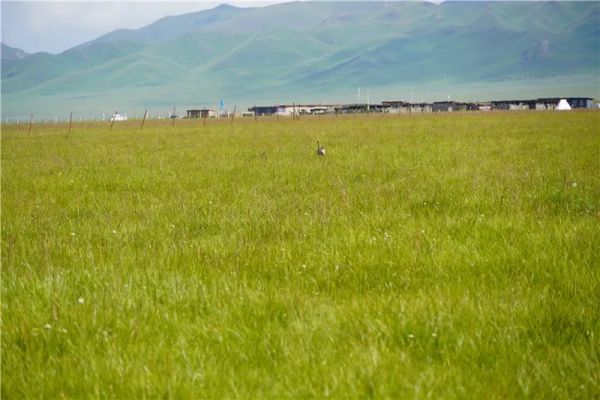 7790±Ø·¢¼¯ÍŹÙÍøÈë¿Ú,ºþÄÏÒ°Éú¶¯Îï×·×Ù,ºþÄÏÎÀÐÇ×·×ÙÆ÷,ºþÄÏ×·×ÙÆ÷ 7790±Ø·¢¼¯ÍŹÙÍøÈë¿Ú,ºþÄÏÒ°Éú¶¯Îï×·×Ù,ºþÄÏÎÀÐÇ×·×ÙÆ÷,ºþÄÏ×·×ÙÆ÷