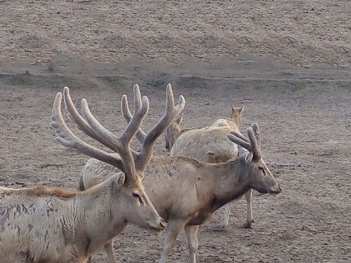 2016Äê3Ô¶´Í¥÷ç¹Ұ·Å 2016Äê3Ô¶´Í¥÷ç¹Ұ·Å